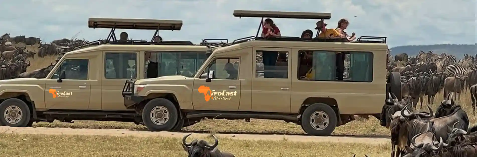 AfroEast Adventures safari vehicles in the field
