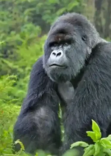 Mountain gorilla experience in Uganda